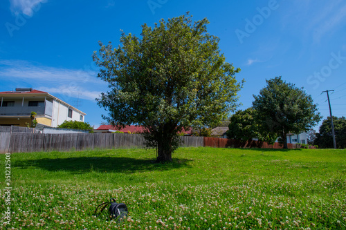Tree in Park