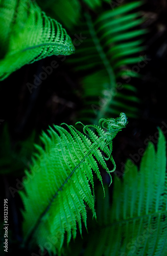 Fern leaf green foliage a natural plant background in the form of a frame