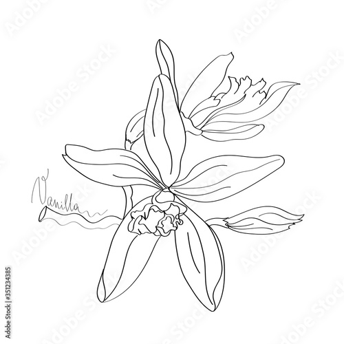 Vanilla line art sketch. Aromatherapy inspiration
