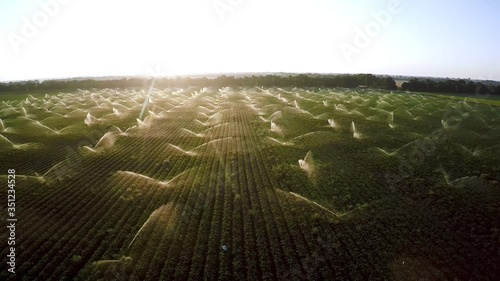 watering carrots at dawn shooting from a drone