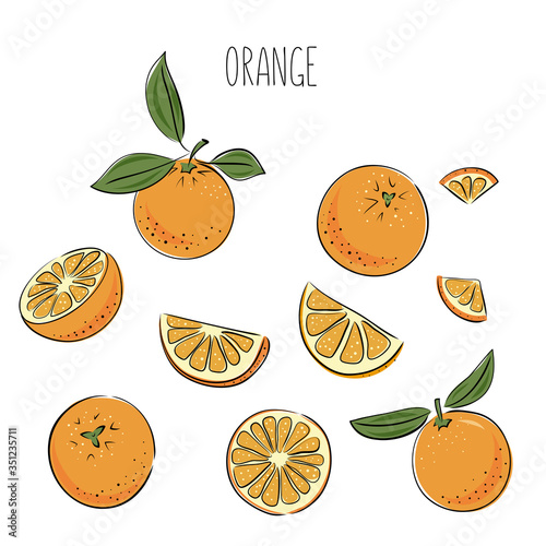 Isolated sketchy style orange fruit set. Doodle and hand drawn vector illustration.