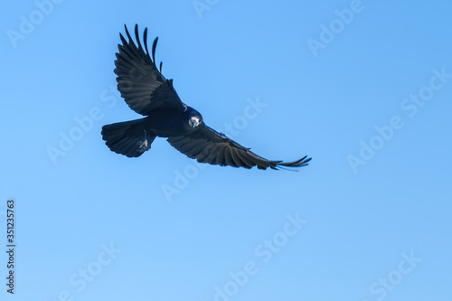 rook crow in flight against blue sky