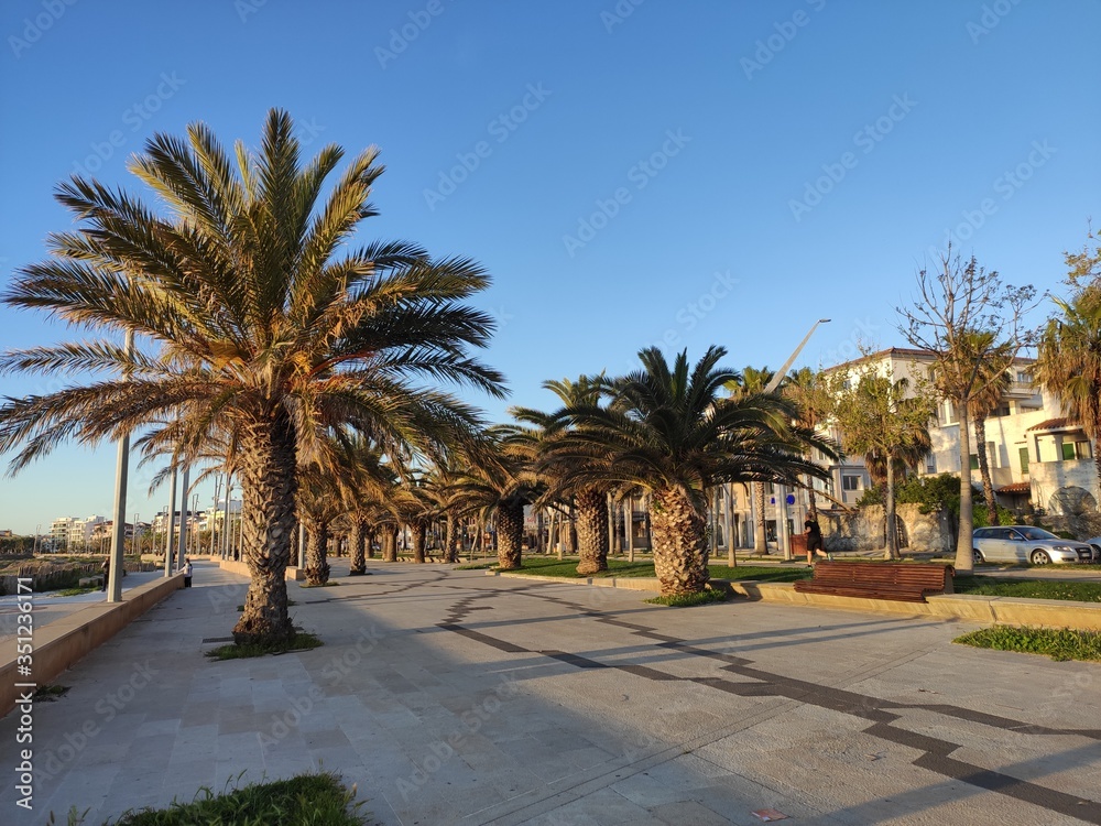 palm trees in alghero Sardinia