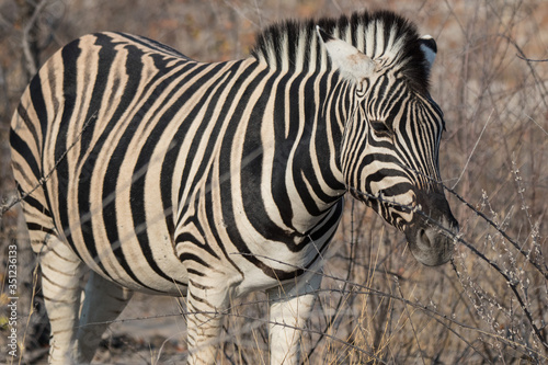 Closeup portrait of striped zebra with smart big black eyes on African savanna chewing a dry bush. Safari in Namibia.