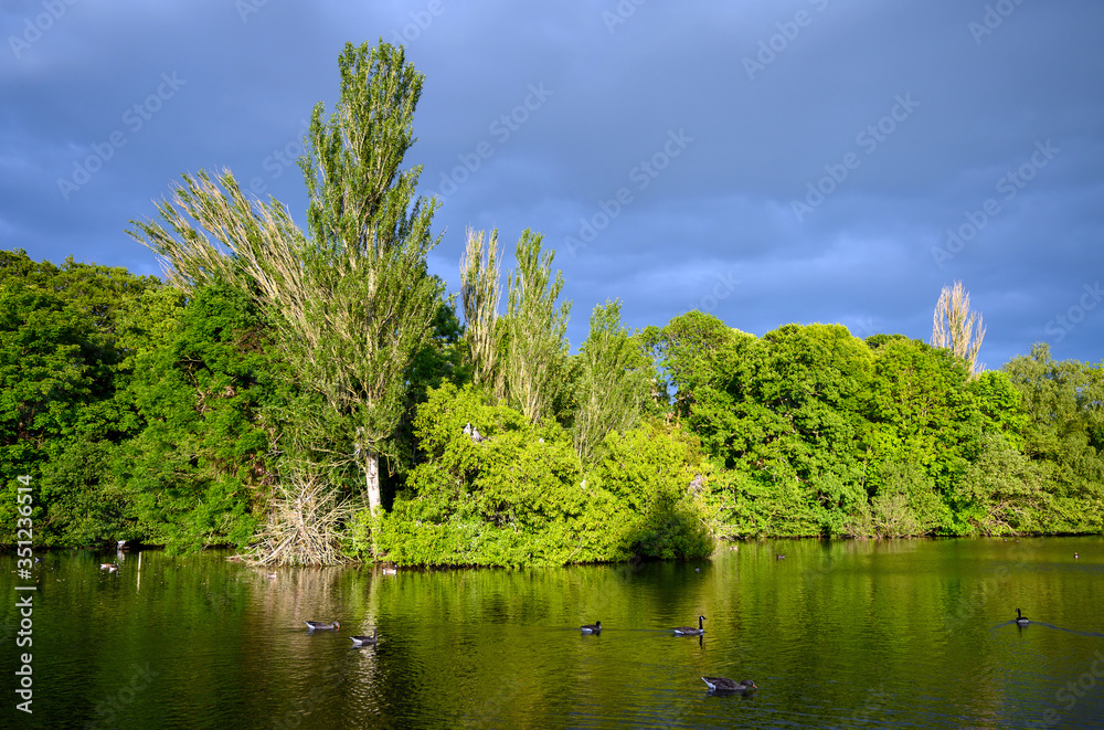 Fototapeta premium Kelsey Park, Beckenham, London with dramatic grey clouds. Geese are swimming on the lake in Kelsey Park, Beckenham, Kent. The trees and lake with reflections are illuminated by the late afternoon sun.