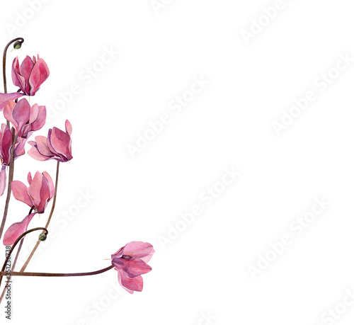Cuadro en lienzo Watercolor composition of pink cyclamen flowers