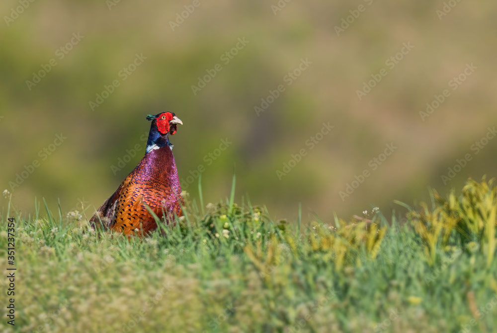 Fototapeta premium Common Pheasant - Phasianus colchicus, beautiful colored bird from Euroasian fields and meadows, Hustopece, Czech Republic.