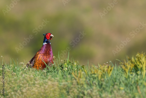Common Pheasant - Phasianus colchicus, beautiful colored bird from Euroasian fields and meadows, Hustopece, Czech Republic.