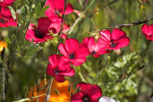 red and yellow flowers