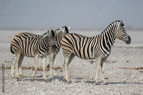 Herd of striped zebras with curious muzzles on African savanna in dry season in dusty waterless day. Safari in Namibia.
