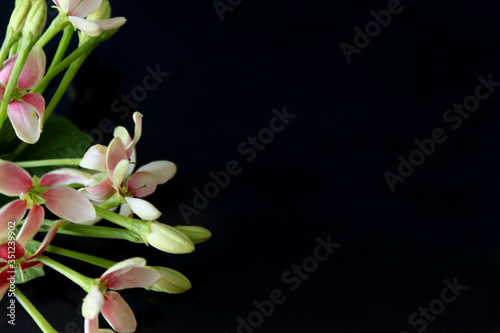 Fototapeta Naklejka Na Ścianę i Meble -  spring background, summer blooming rangoon creeper flower