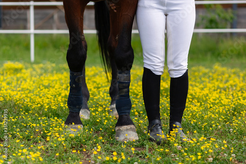 Obraz na płótnie Horse and woman rider standing next to each other in the field of flowers, only