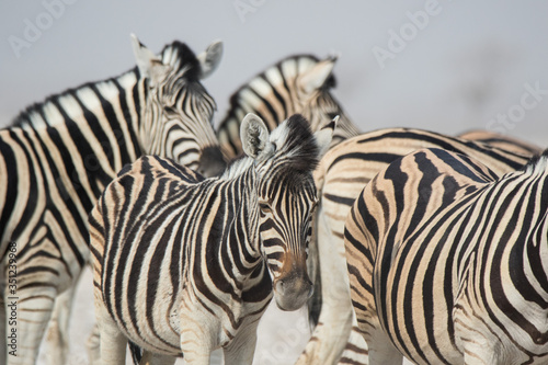 Fototapeta Naklejka Na Ścianę i Meble -  Herd of striped zebras with curious muzzles on African savanna in dry season in dusty waterless day. Safari in Namibia.