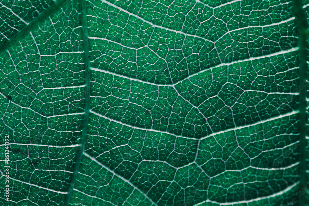 Fototapeta green leaf texture