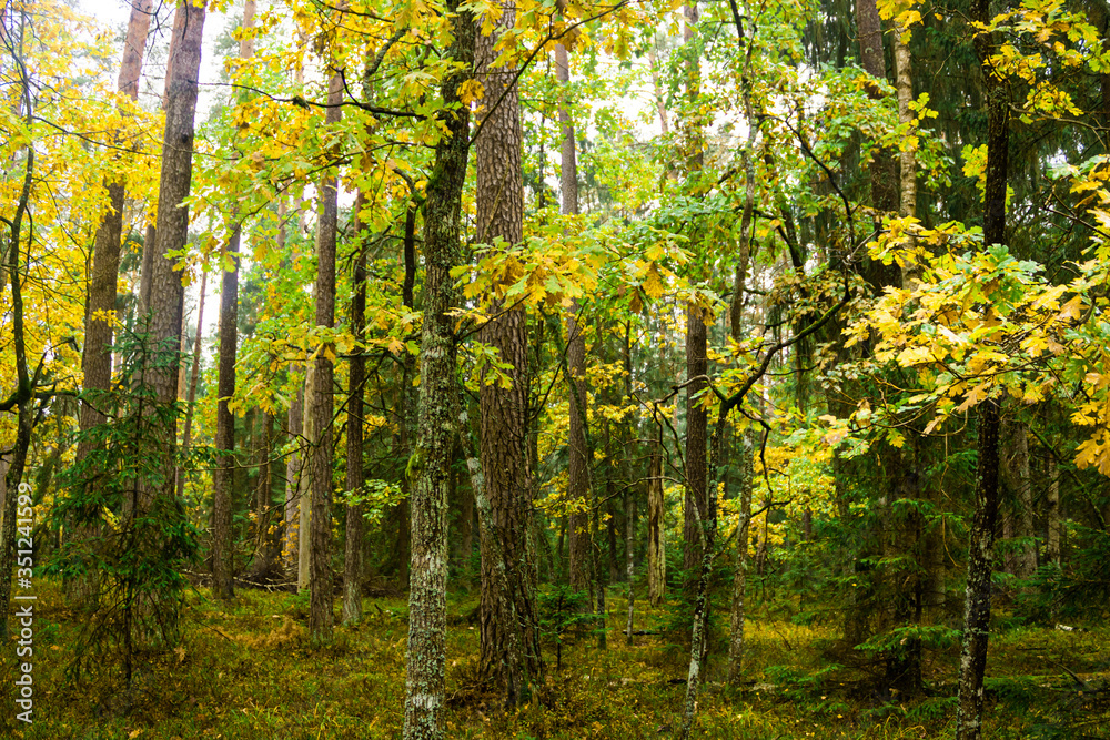 Fototapeta premium yellow leaves in the forest
