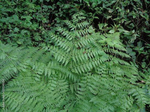 Green fern (Polypodiopsida, paku, pakis,  Polypodiophyta) with a natural background. It is a member of a group of vascular plants  that reproduce via spores and have neither seeds nor flowers. photo