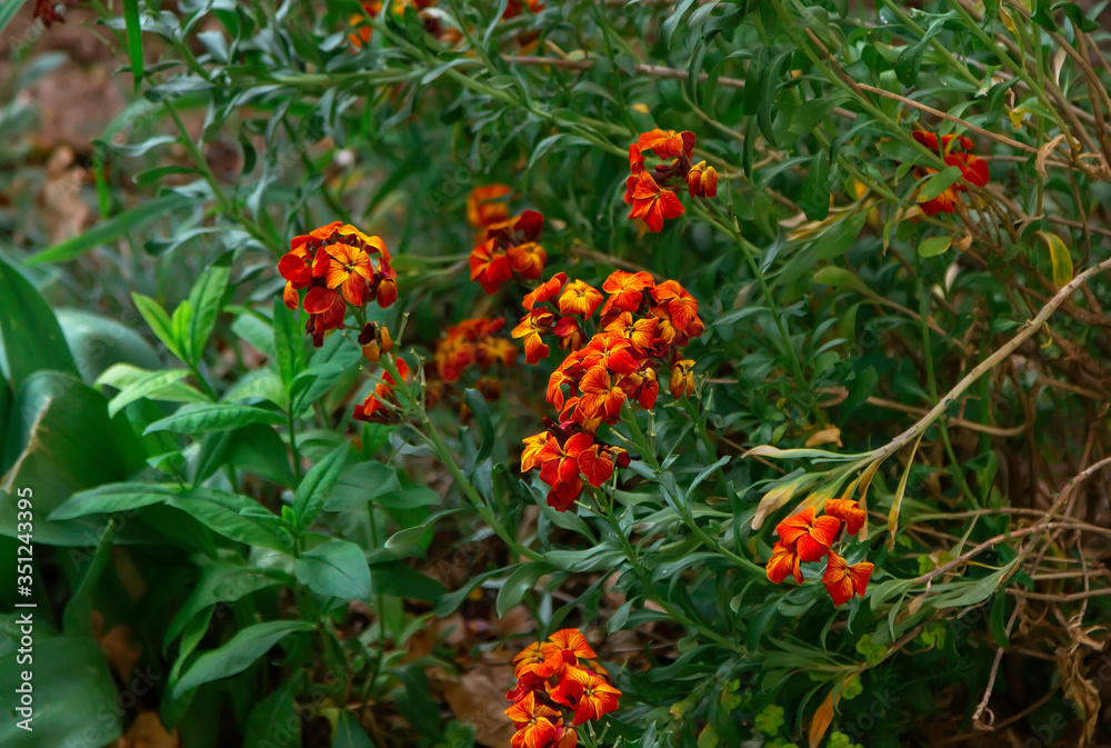 Beautiful blooming Erysimum cheiri or wallflower – bright orange flowers, growing in the garden. 