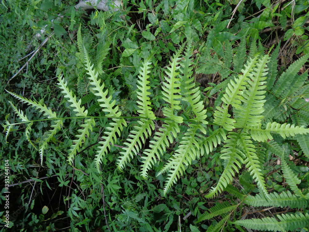 Green fern (Polypodiopsida, paku, pakis,  Polypodiophyta) with a natural background. It is a member of a group of vascular plants  that reproduce via spores and have neither seeds nor flowers.