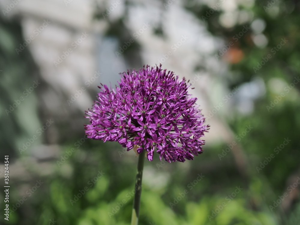 Blooming purple organic decorative bow, close-up on grass background, Allium rosenbachianum. Blooming purple organic decorative bow, close-up on grass background, Allium rosenbachianum.