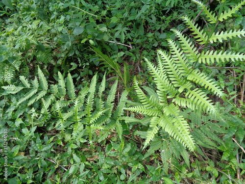 Green fern (Polypodiopsida, paku, pakis, Polypodiophyta) with a natural background. It is a member of a group of vascular plants that reproduce via spores and have neither seeds nor flowers.