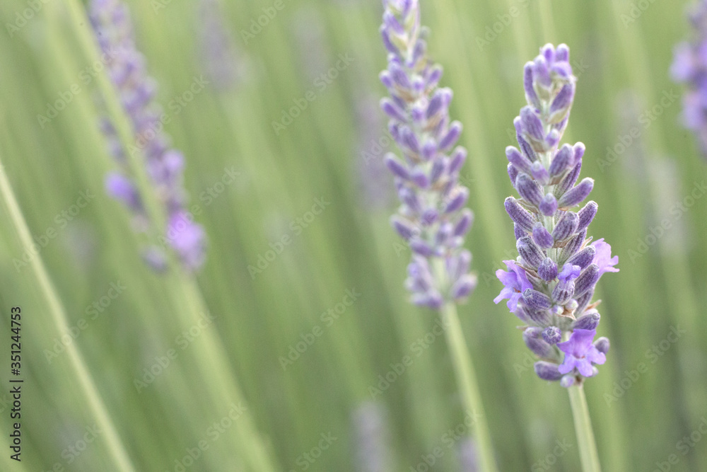 Obraz premium Lavender field closeup view. Purple lavender garden. Spa essential oil of beautiful herbs.