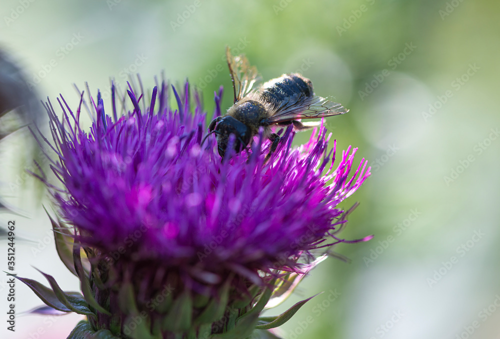 Bee on a purple flower on a green background. Bee on a purple flower on a green background.