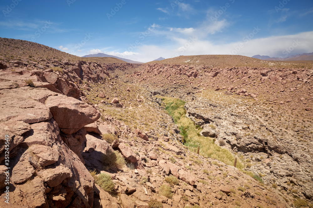 Cactus and Guatin Canyon. Atacama, Antofagasta.