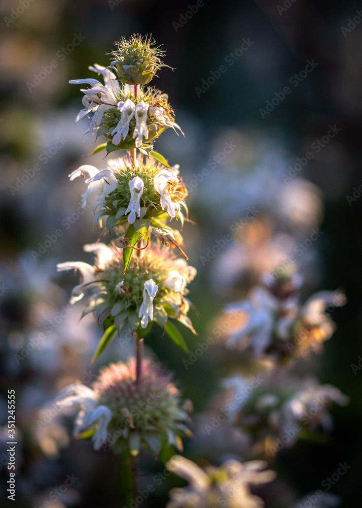High-Quality Lemon Bee Balm Wallpaper for Desktop High-Quality Lemon Bee Balm Wallpaper for Desktop