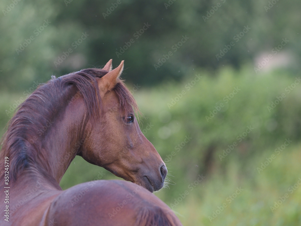 Naklejka premium Welsh Pony Stallion