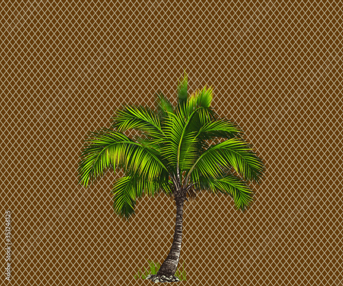 vector illustration of a palm tree