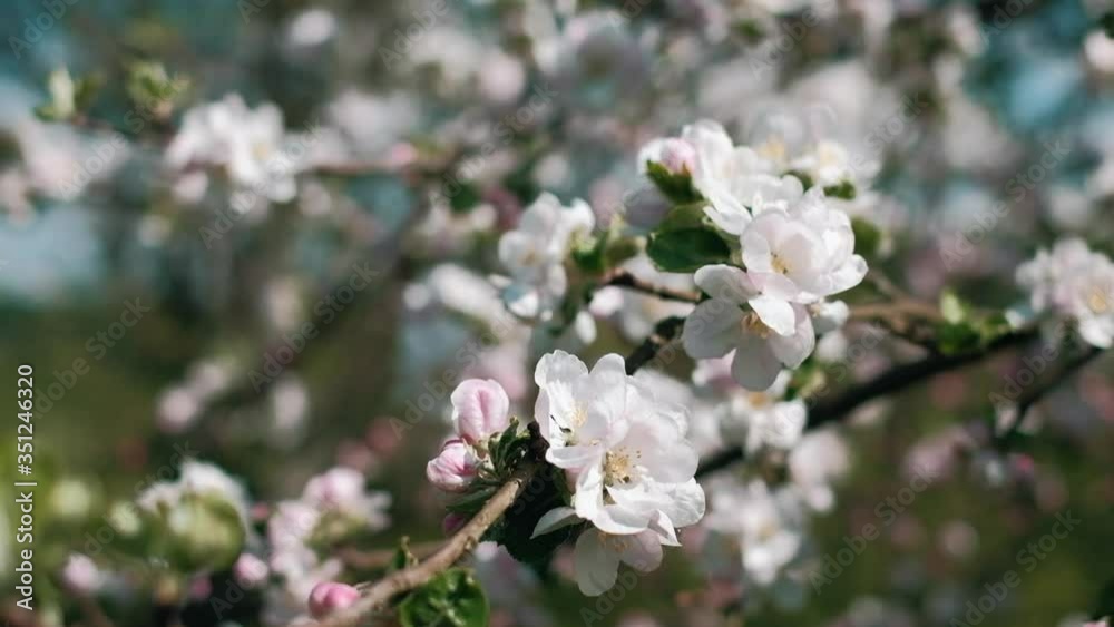 Apple tree blossoms on sunny day. Close up. Slow motion POV shot on a gimbal. Apple tree blossoms on sunny day. Close up. Slow motion POV shot on a gimbal.