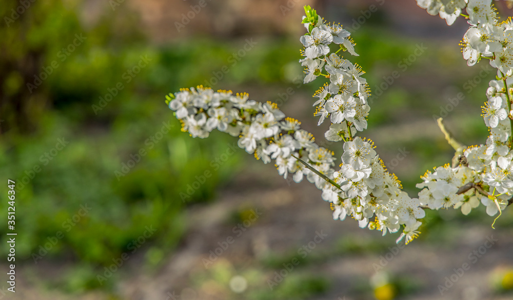 spring blossom season tree branches white flower park outdoor scenic view unfocused nature background space spring blossom season tree branches white flower park outdoor scenic view unfocused nature background space