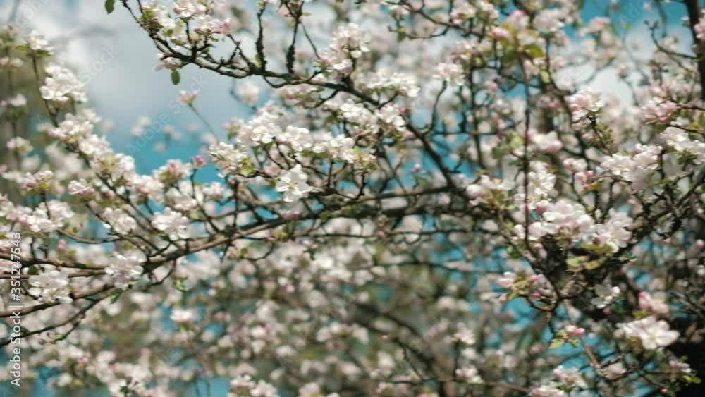 Apple tree blossoms against blue sky. Slow motion panning on a gimbal. Apple tree blossoms against blue sky. Slow motion panning on a gimbal.