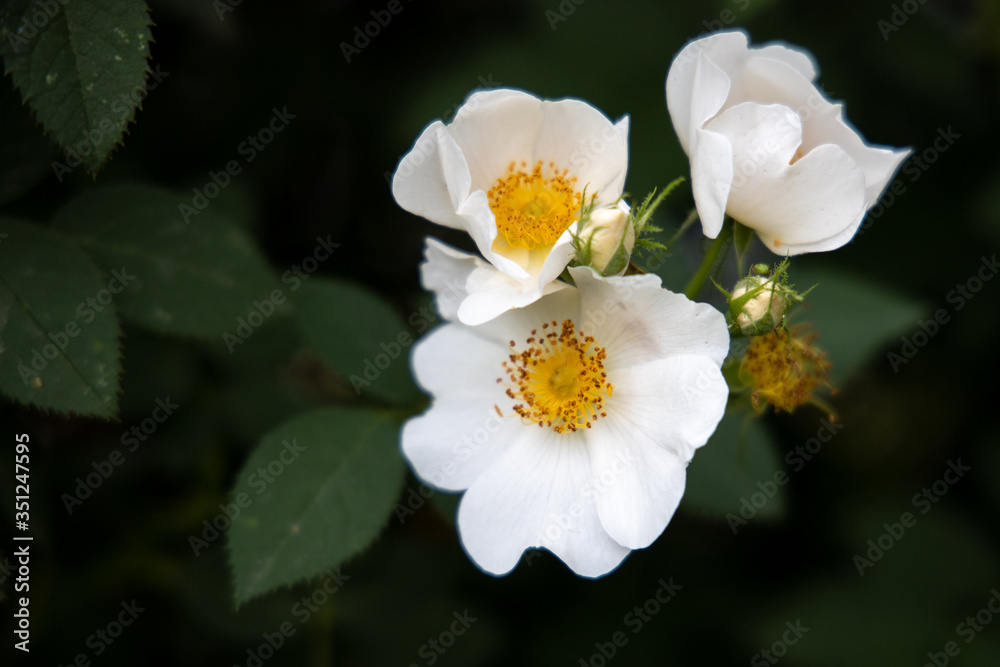 Three white flowers of rose-hip with dark green leaves Three white flowers of rose-hip with dark green leaves