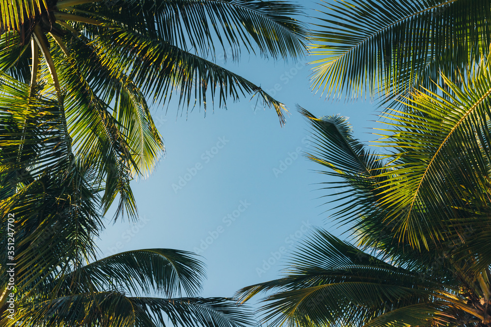 coconut palm leaves on a background of blue clear sky, summer background, travel, nature. Frame coconut palm leaves on a background of blue clear sky, summer background, travel, nature. Frame