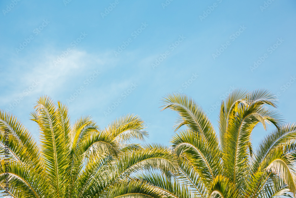 Tropical palm trees with blue sky background