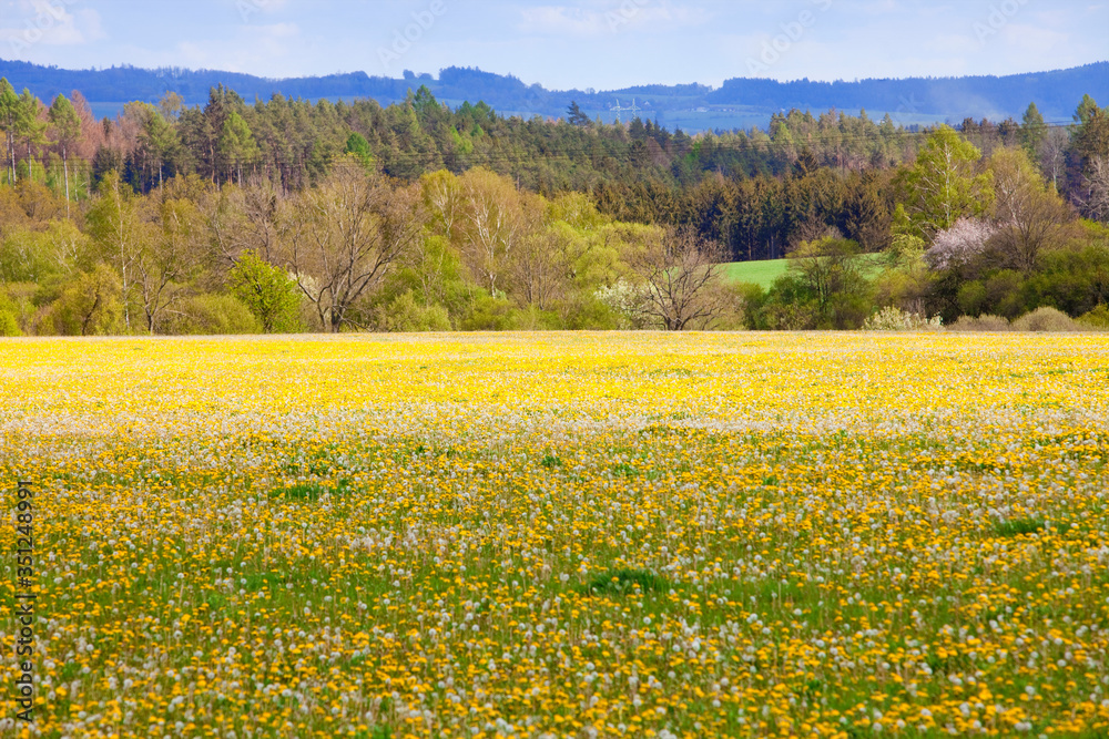 Czech Republic, South Bohemia - Landscape with meadow of dandelions.