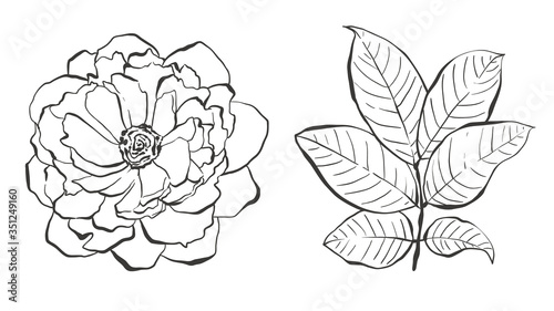 Peony and branch with leaves  hand drawn vector illustrations set