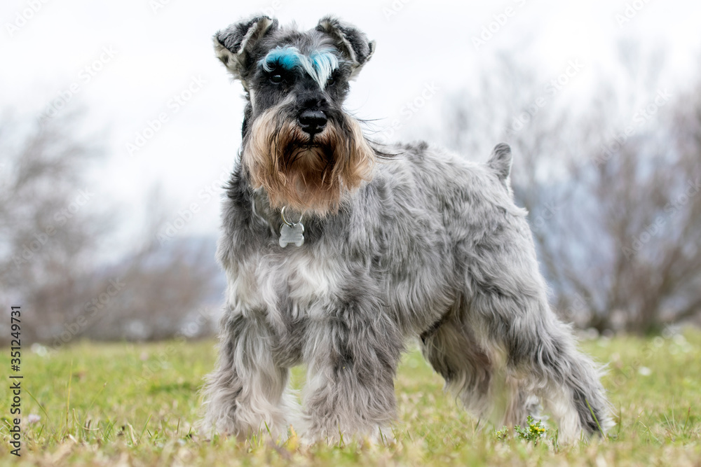Salt and pepper Schnauzer with blue coloured eyebrows.