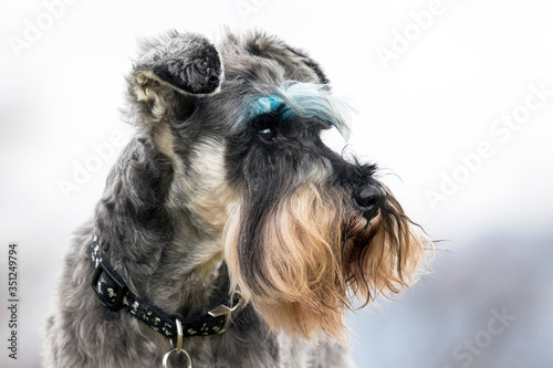 Salt and pepper Schnauzer with blue coloured eyebrows.