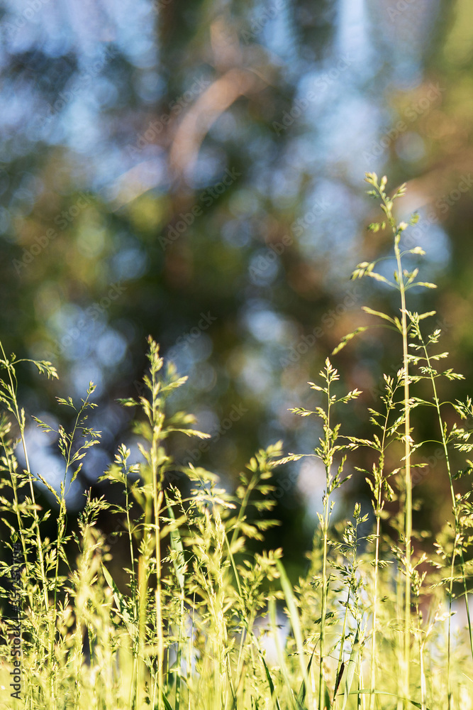 green grass in a clearing, summer Sunny day. the environmental baseline green grass in a clearing, summer Sunny day. the environmental baseline