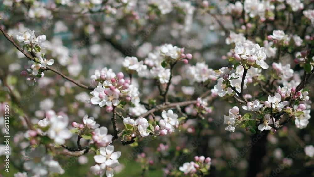 Apple tree blossoms on sunny day. Slow motion camera movement on a gimbal. Apple tree blossoms on sunny day. Slow motion camera movement on a gimbal.