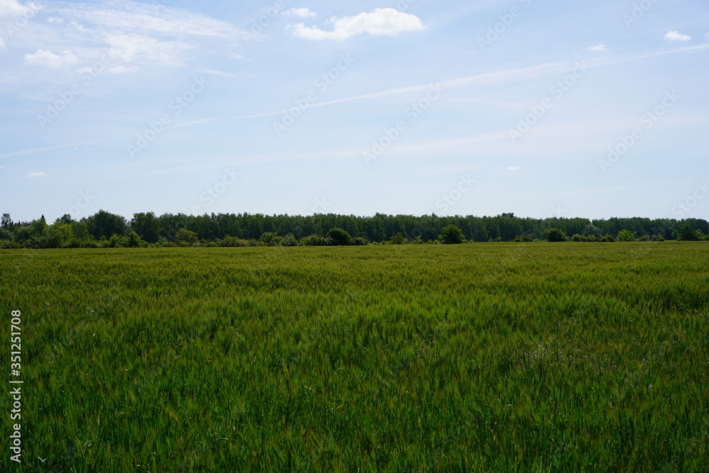 Ackerbau am Berliner Mauerweg bei Rudow