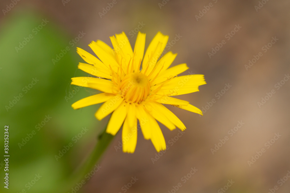 macro photo of yellow flowers in spring in Prague in the Czech Republic
macro photo of yellow flowers in spring in Prague in the Czech Republic