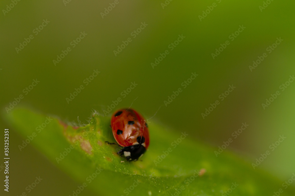 Fototapeta premium ladybird on a leaf
