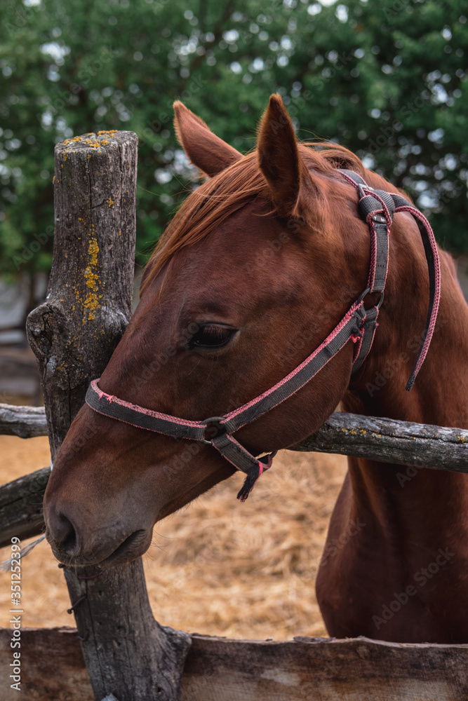 Fototapeta premium Portrait of a beautiful brown stallion. Horse farm.
