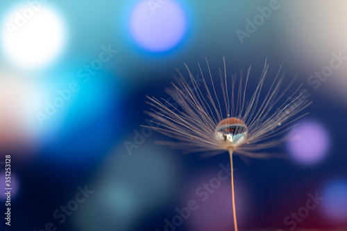 Fototapeta Naklejka Na Ścianę i Meble -  Shiny dew water drop on dandelion in bokeh background. Close-up macro dandelion seed .