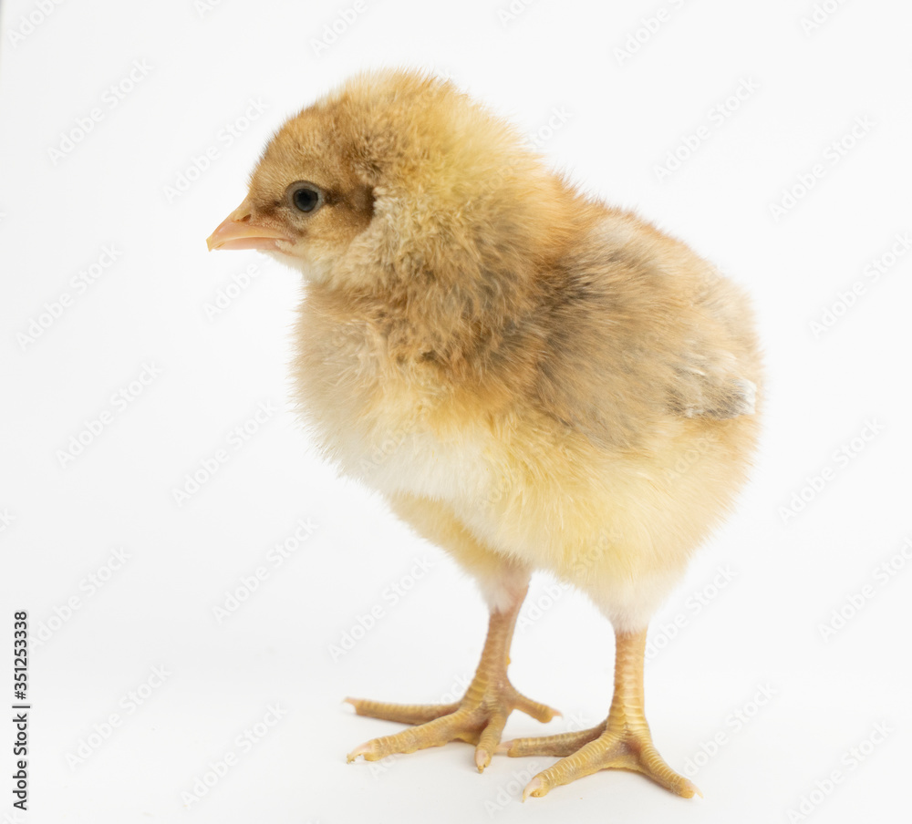Cute little chicken isolated on white background Cute little chicken isolated on white background