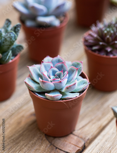 Succulents on the wooden board as a background and a few succulent behind