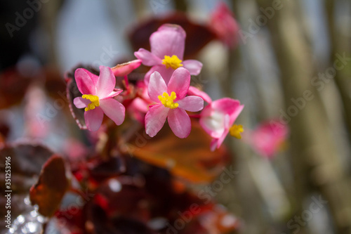 Conchita begonia flower, small garden flowers with different all of pink and red, Medellín, Antioquia, Colombia. photo